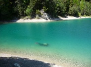 Urisee